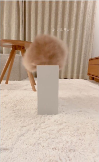 ファイルボックスに入っている猫