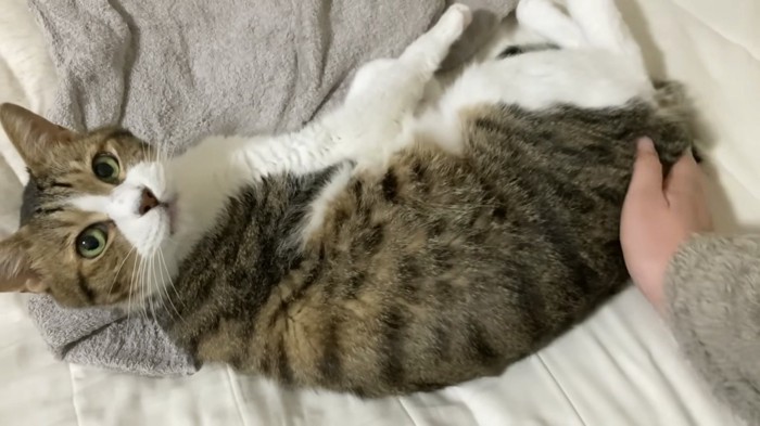 おしりを触る飼い主さん