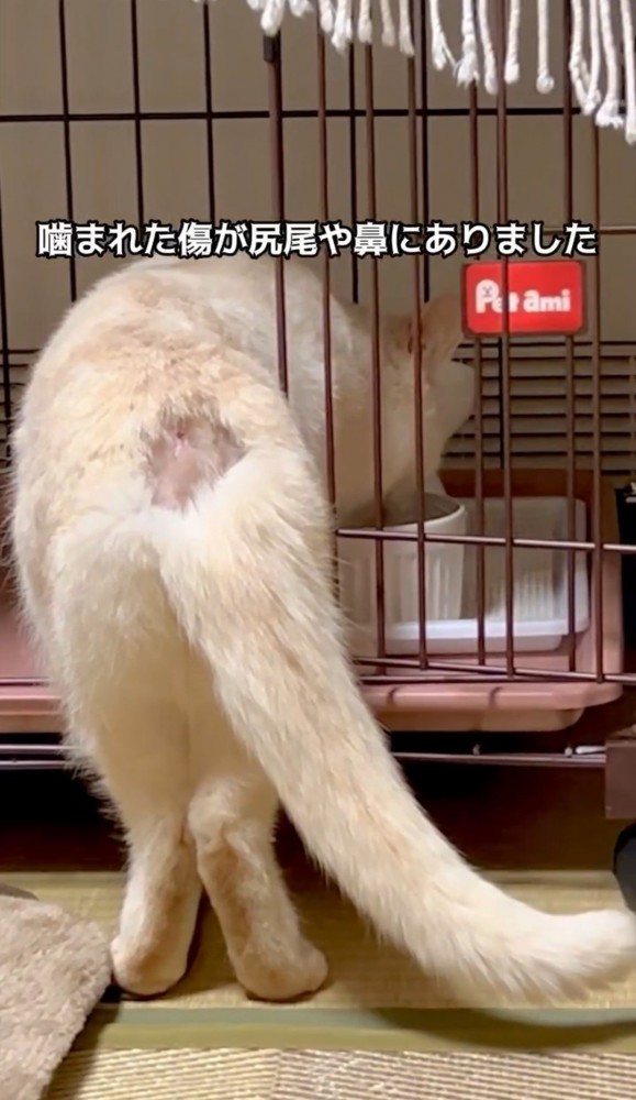 背を向ける猫