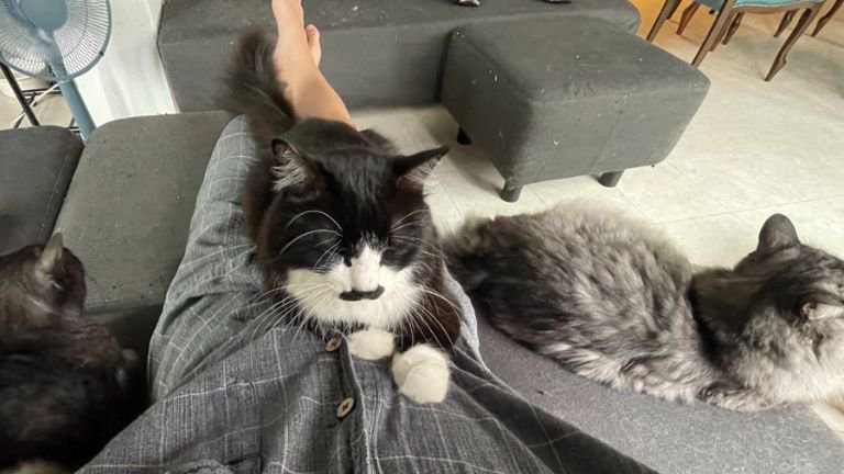 室内にいる猫たち