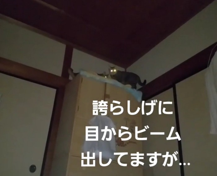 目からビームを出すチルちゃん