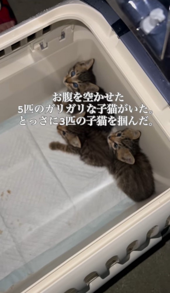 キャリーの中の3匹の子猫