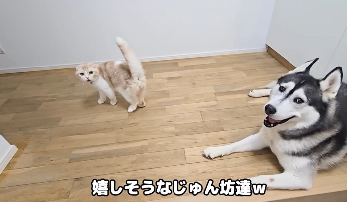 笑顔のハスキーと振り向いて鳴く猫