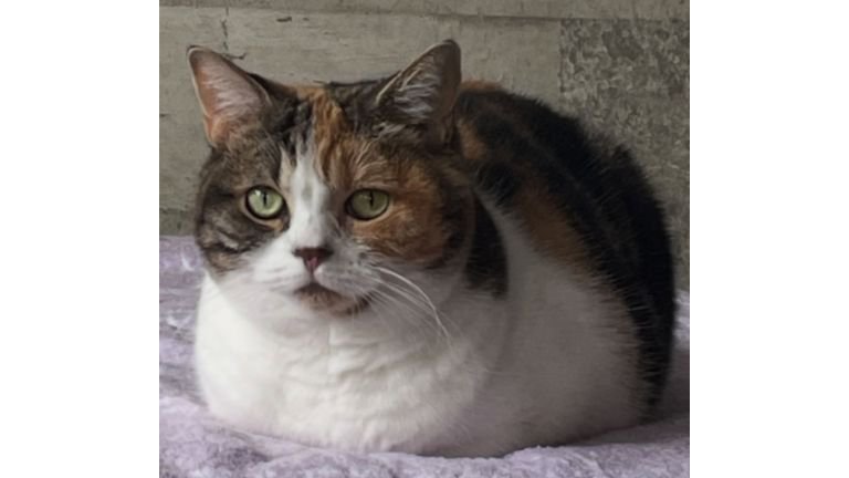 香箱座りしている猫