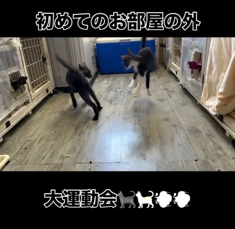 遊ぶ2匹の猫