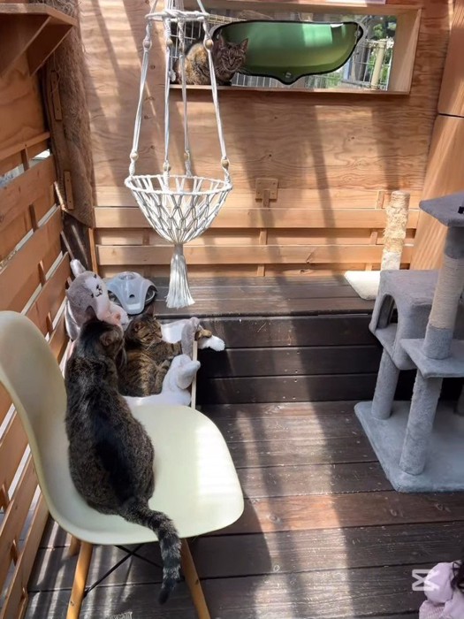 座っている猫たち