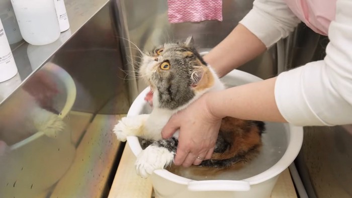 お湯に浸かる猫