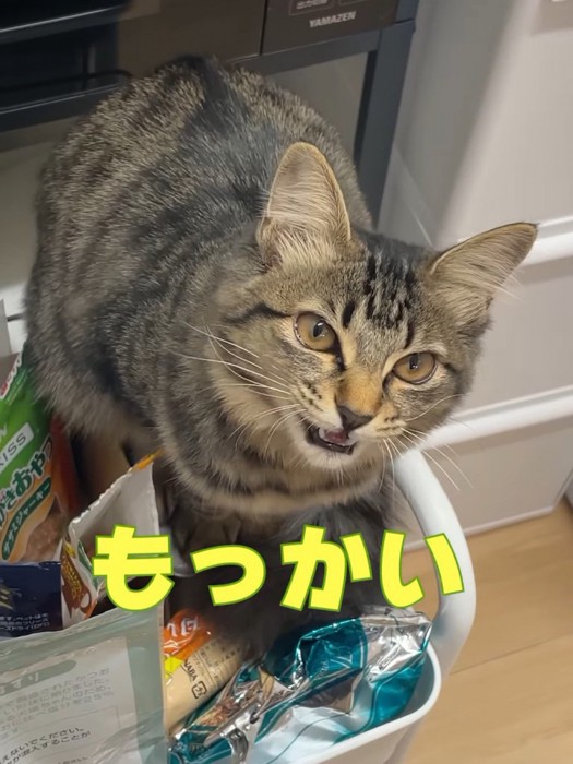 上を見て鳴く子猫