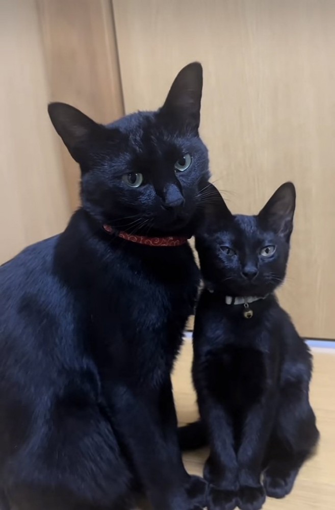 寄り添って座る2匹の黒猫