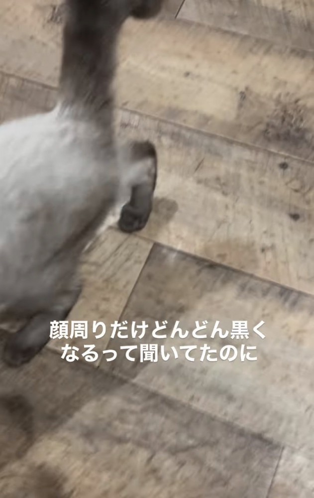 グレーがかった体