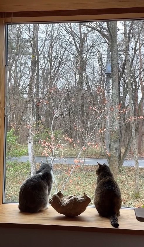 窓の外を見つめる2匹の猫