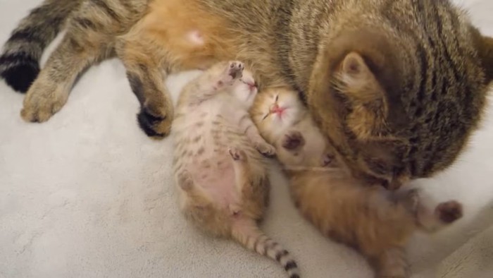 母猫と2匹の子猫2