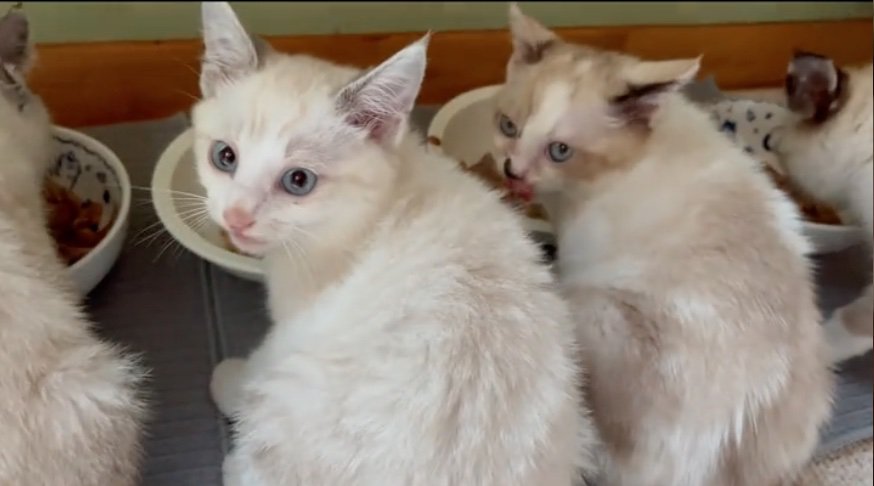 振り返る子猫たち