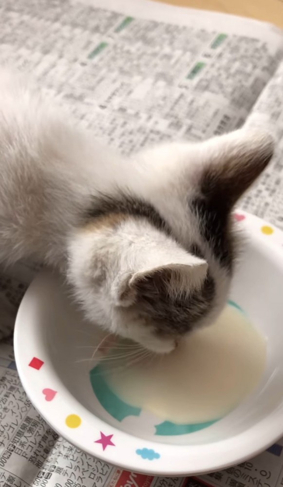 お皿からミルクを飲む子猫