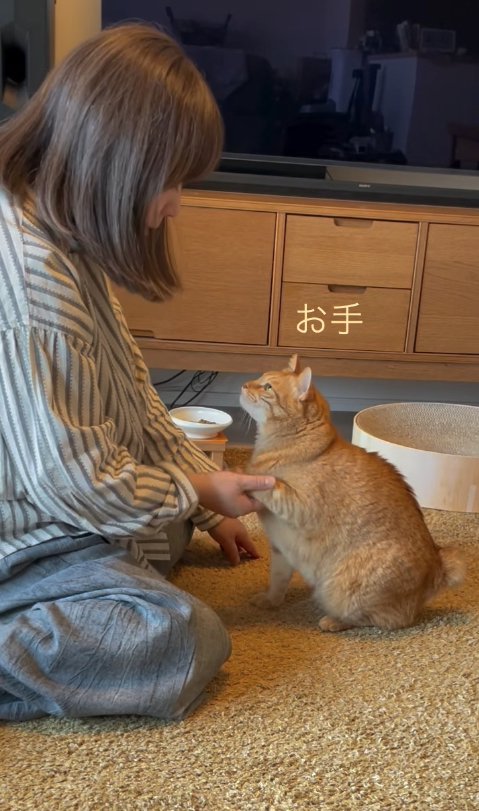 お手をしている猫