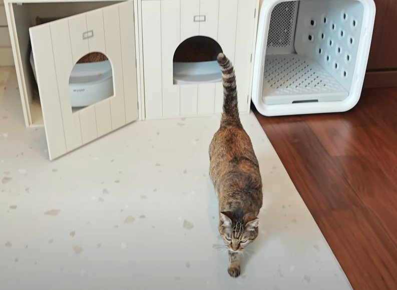 追いかける麦わら猫