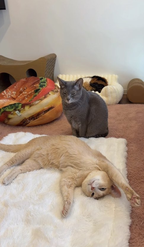 白いラグの上でひっくり返っている薄茶色の猫の背後でお座りをするグレー猫