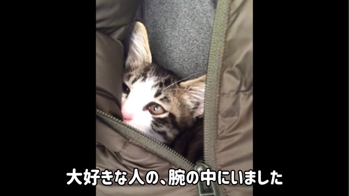 服の中に潜る子猫