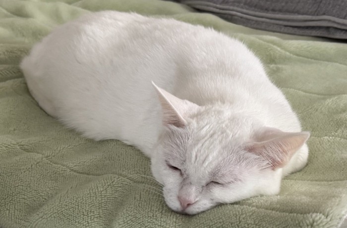 毛布の上で溶けた猫