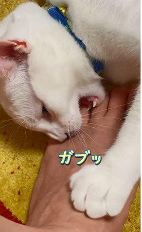 牙を見せてパパさんの足にかじりつく猫