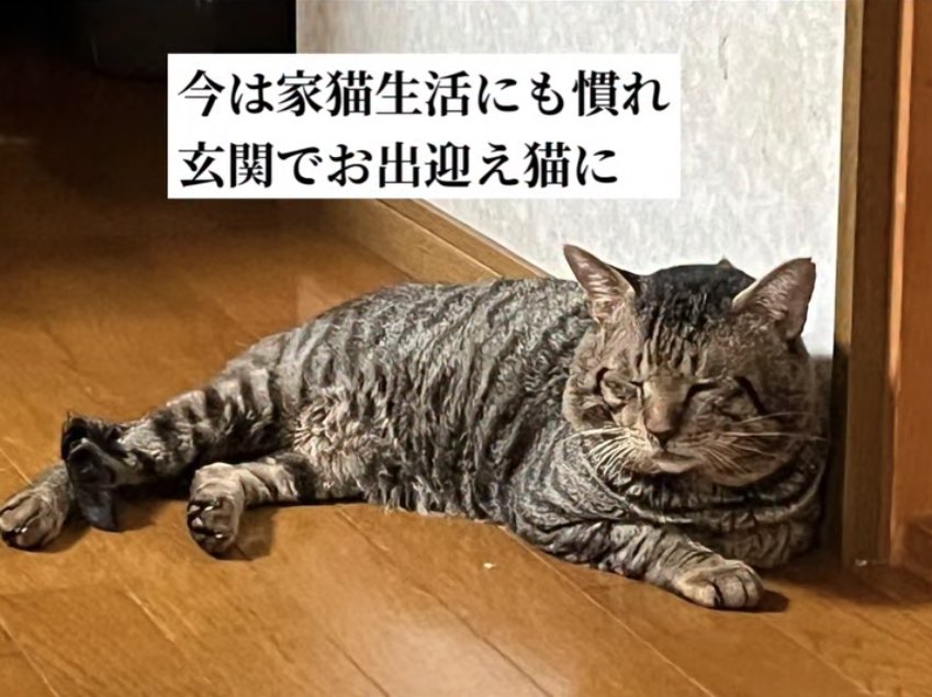 廊下で横になって目を閉じている猫