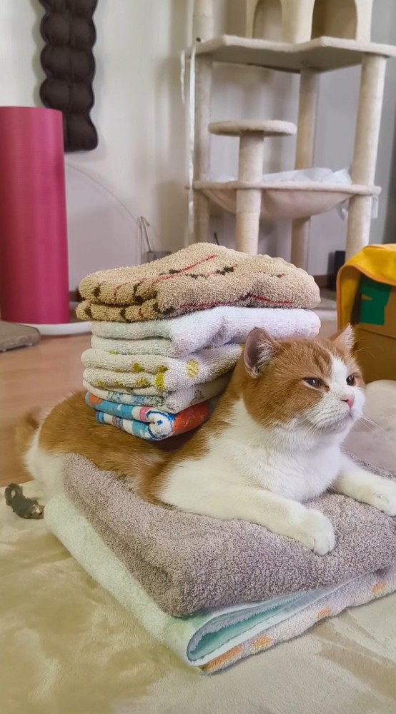 タオルを背中に乗せて目を細める猫