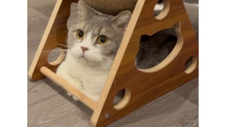 爪とぎの下の猫