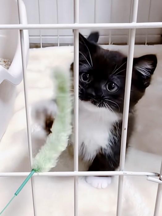 おもちゃで遊ぶ赤ちゃん猫