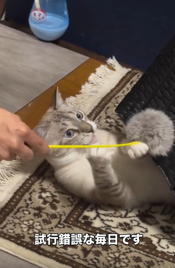 遊んでいる猫
