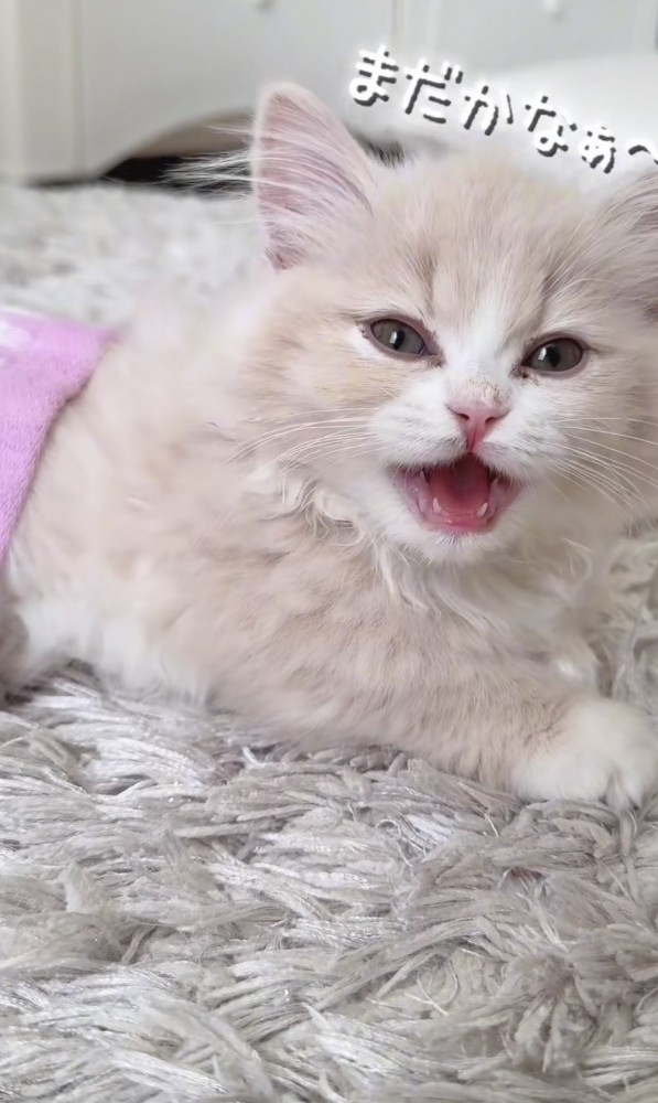 「まだかなぁ～」のテロップ写真%%