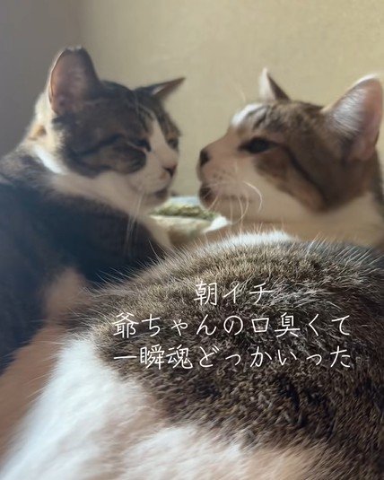 顔を向かい合わせる2匹の猫