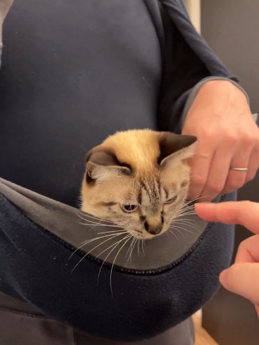 飼い主の服のお腹部分に乗る猫