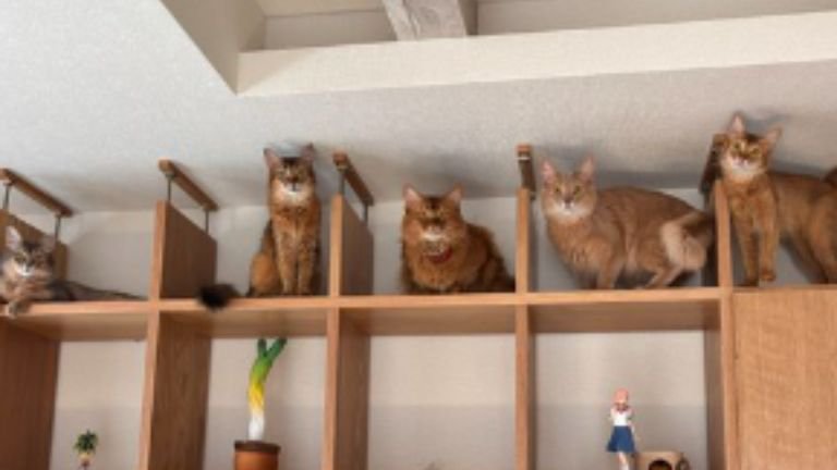 棚に入っている猫