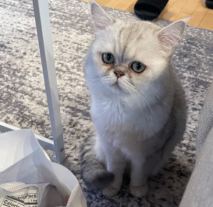 斜め上目遣いする猫