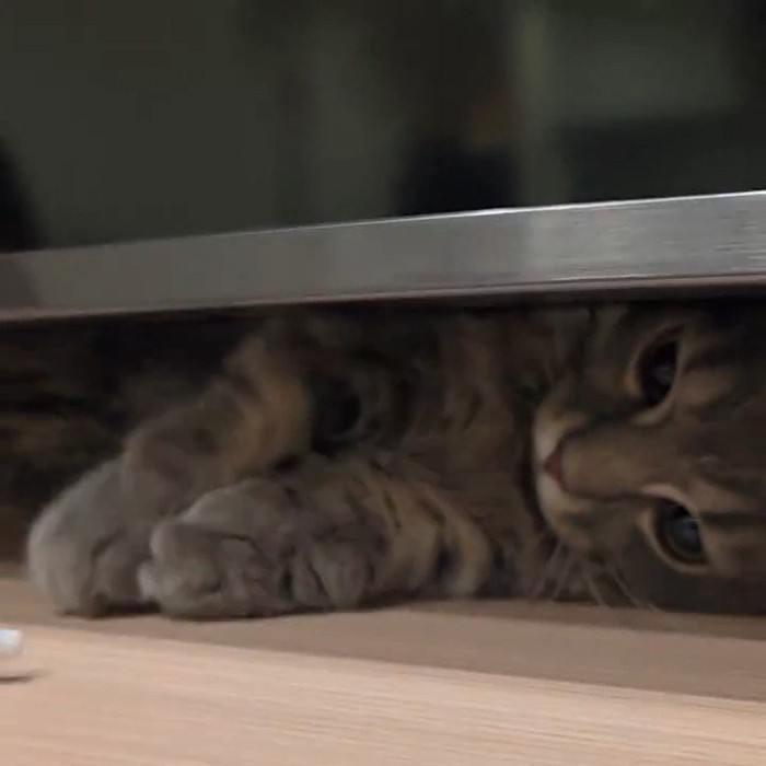 横になって遊ぶ猫