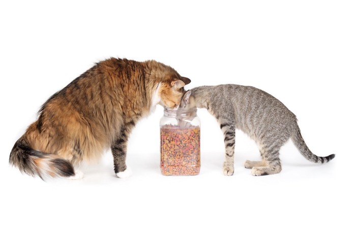 容器の中のキャットフードを食べる2匹の猫