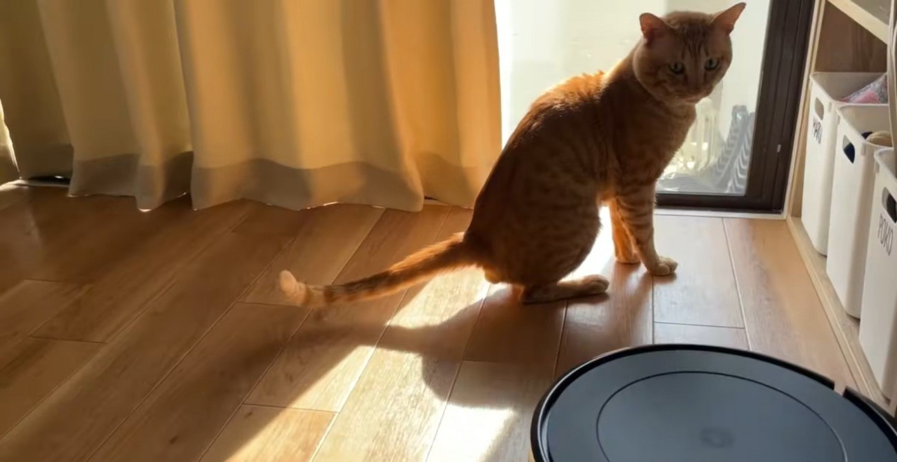 お掃除ロボットを見ている茶トラ猫