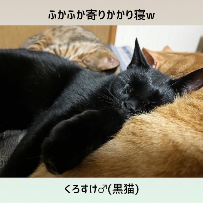 茶トラ猫に寄りかかって寝る黒猫