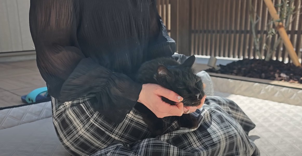 人の膝の上に乗る猫