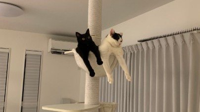 両腕を伸ばす二匹の猫