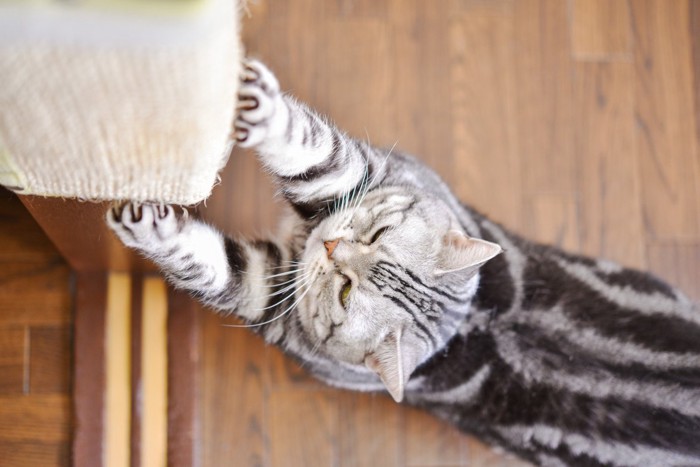 柱で爪研ぎをする猫