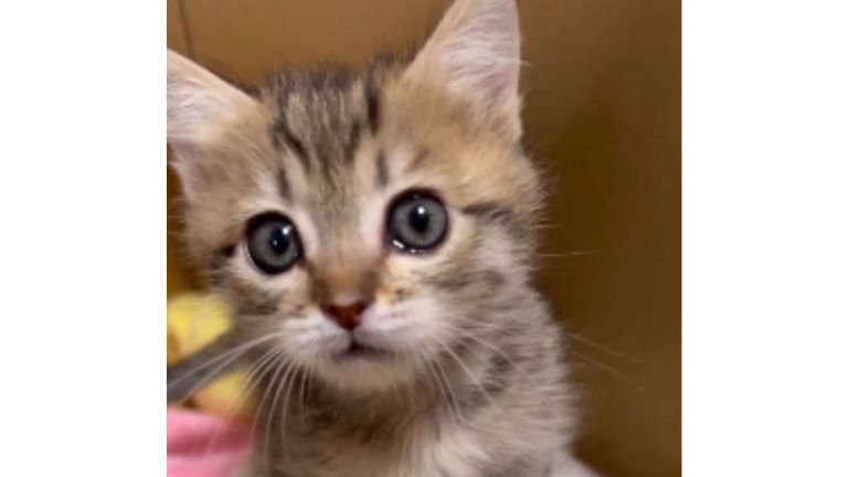 ダンボールに入っている子猫