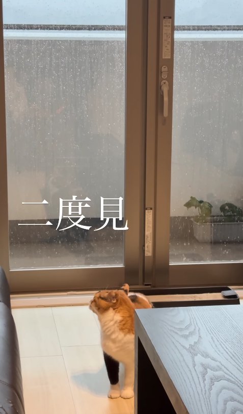 窓の外を見ながらイカ耳になっている猫