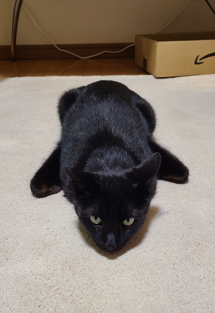 うつ伏せになっている黒猫