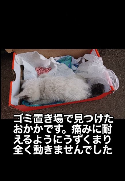 カゴの中でうずくまる子猫