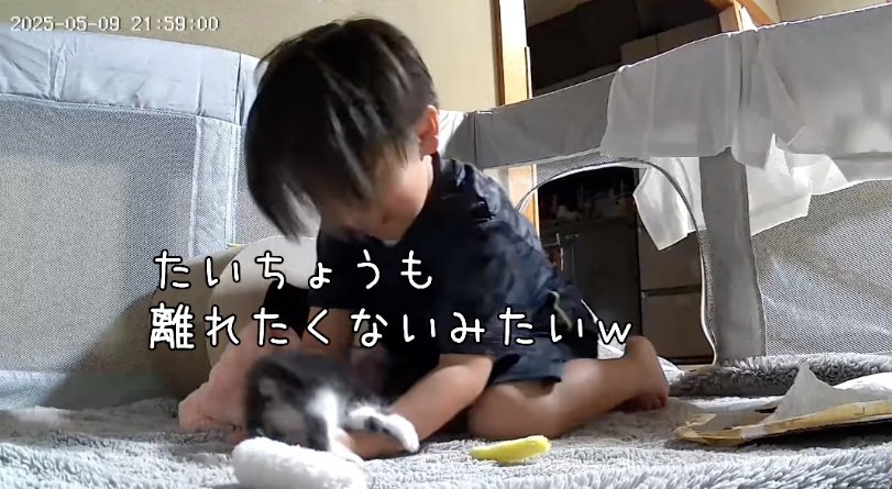 男の子に甘える子猫