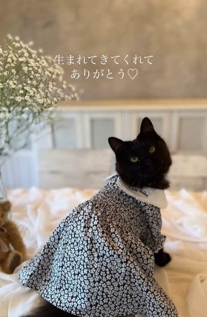 ドレスを着た猫