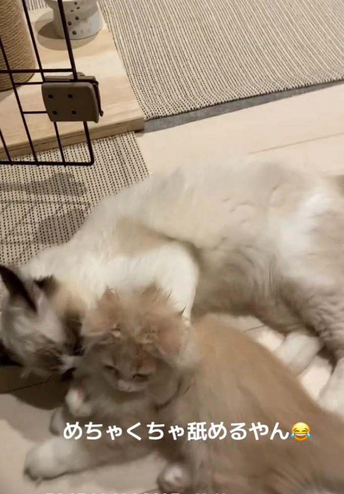 同居猫を抱きしめる猫