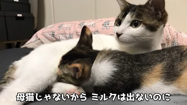 顔を上げる猫とお乳を吸う子猫