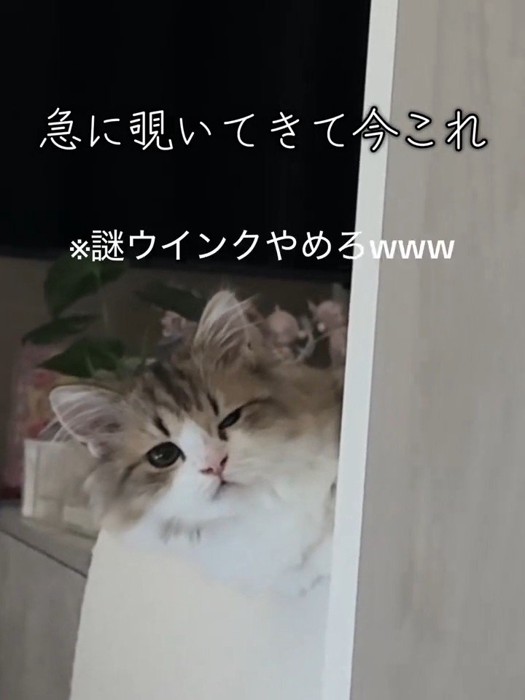 ウインクする猫